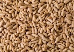 Cardamom